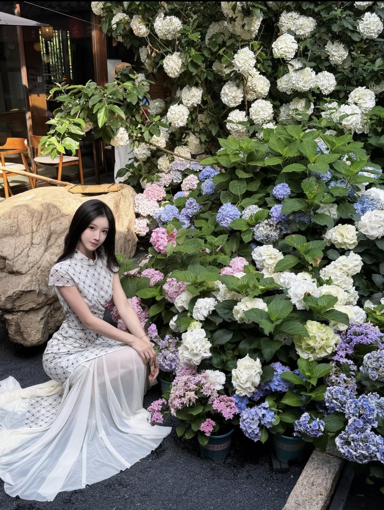 与梦幻绣球花的浪漫邂逅