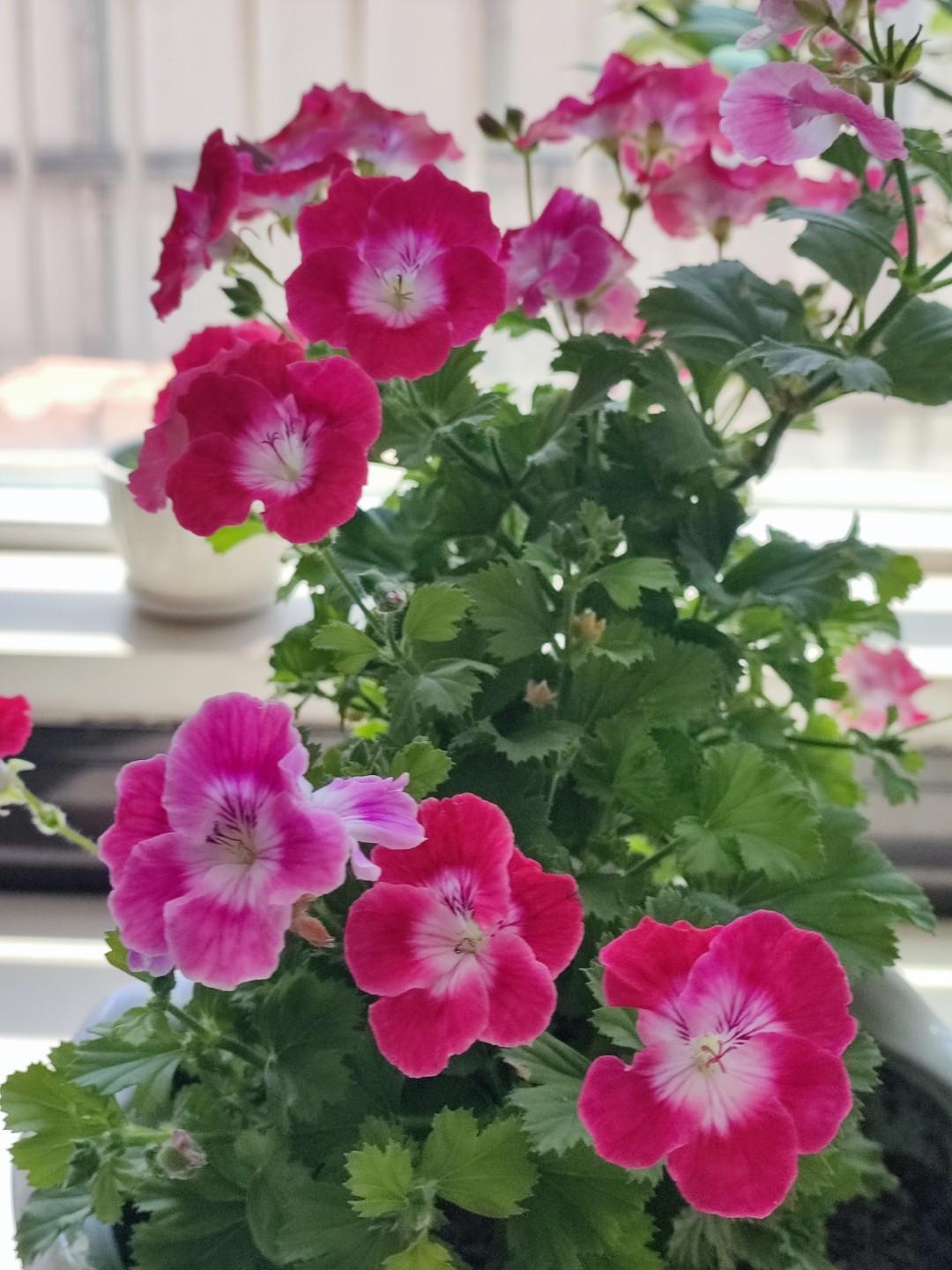 这个花当天竺葵买回来。有个友友说的这不是天竺葵，是蝴蝶梅，她说叶子是香的。我闻闻