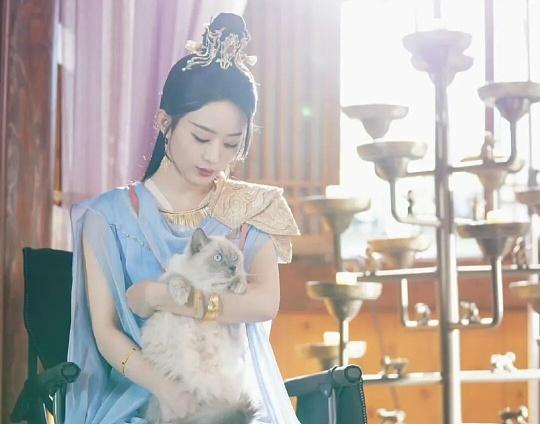 赵丽颖一张抱猫剧照，轻松登顶热搜。画面里，灵界碧苍王沈璃怀抱萌猫，眼神温柔。