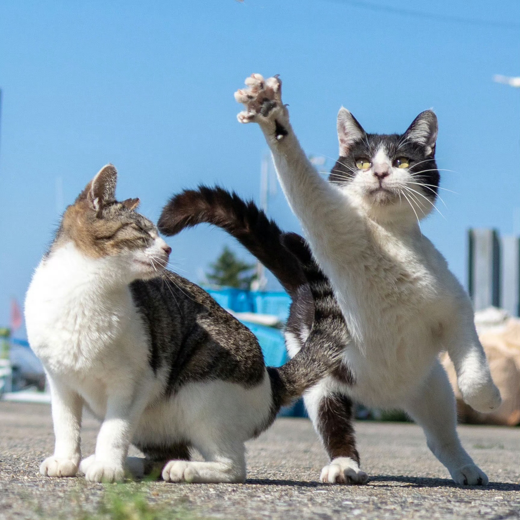 猫咪：我准备好了，拍吧📸​​​