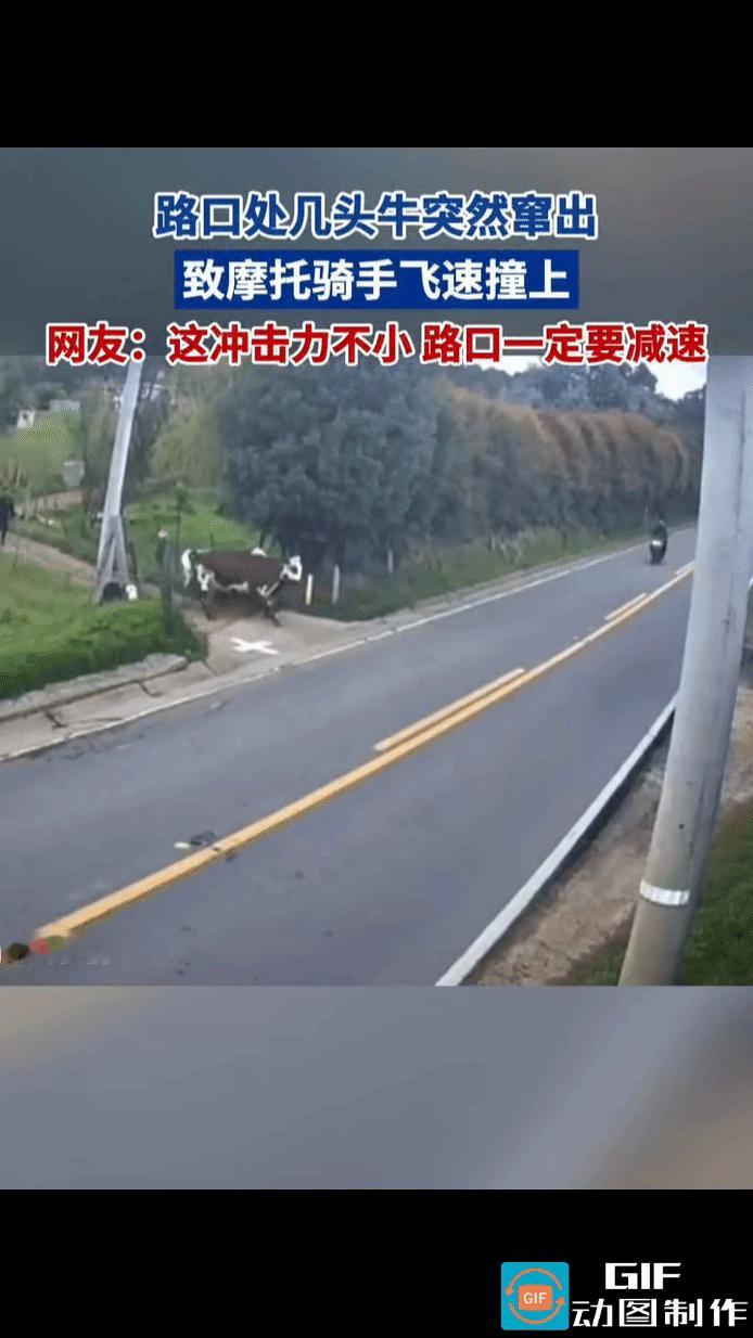 摩托车奔驰在路上，岔路口突然毫无征兆地跑出几头牛，猝不及防之下，摩托车重重地撞在