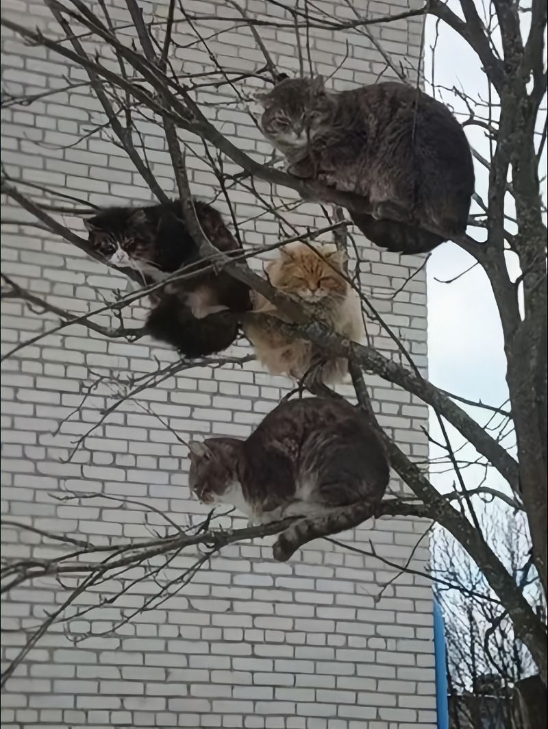 千树万树梨花猫​​​
