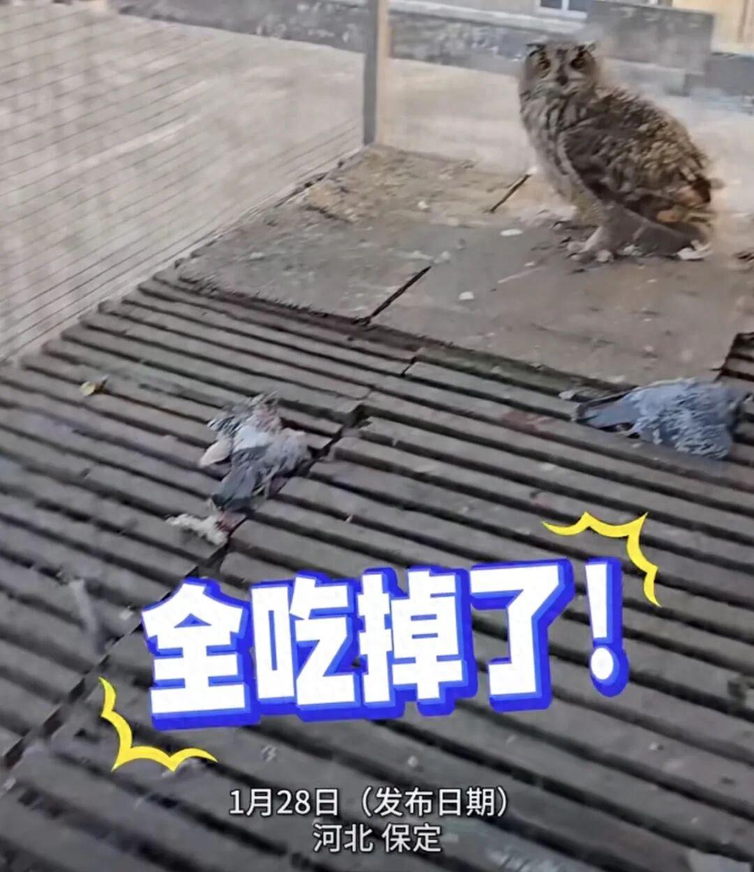 河北保定，一鸽主发现，自己养的8只赛鸽全被咬死了，他损失2万块，再一看，罪魁祸首