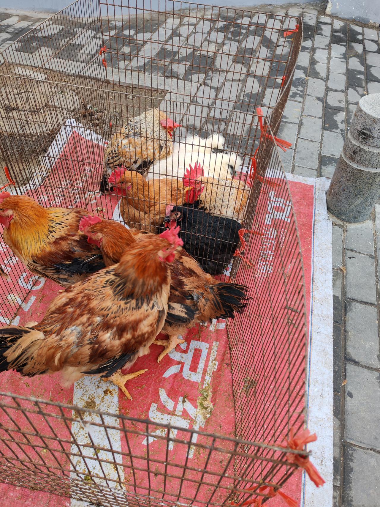 1月3日，陕西西安。今天出门又碰到来卖活鸡的，卖鸡的摊贩是最近来我们小区附近的，