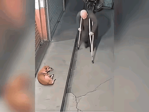 不知道大爷倒下之前为什么要用拐杖击打狗狗。这位大爷柱着双拐经过狗狗旁边时，忽然