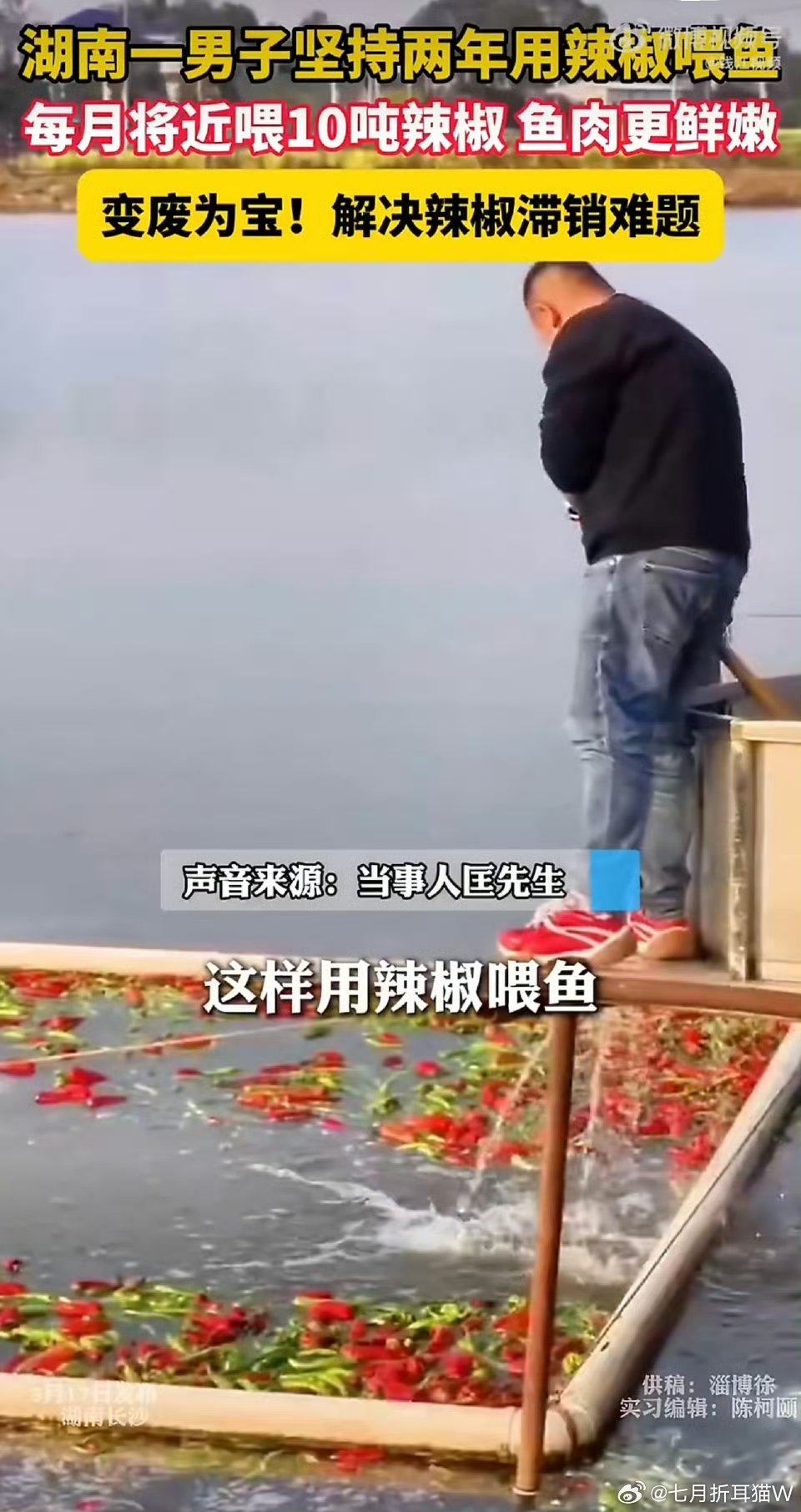 鱼塘主坚持2年用辣椒喂鱼突然好奇鱼在辣椒水里会不会辣眼睛？好像是有说法喂鱼吃辣椒