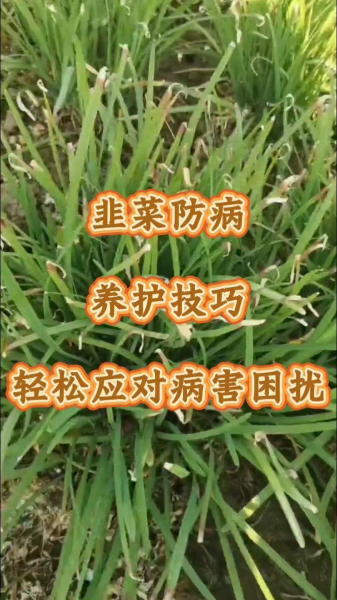 🔥韭菜病害防治小技巧！高温潮湿季韭菜易生病，影响长势和收成。试试这款韭菜菌无忧