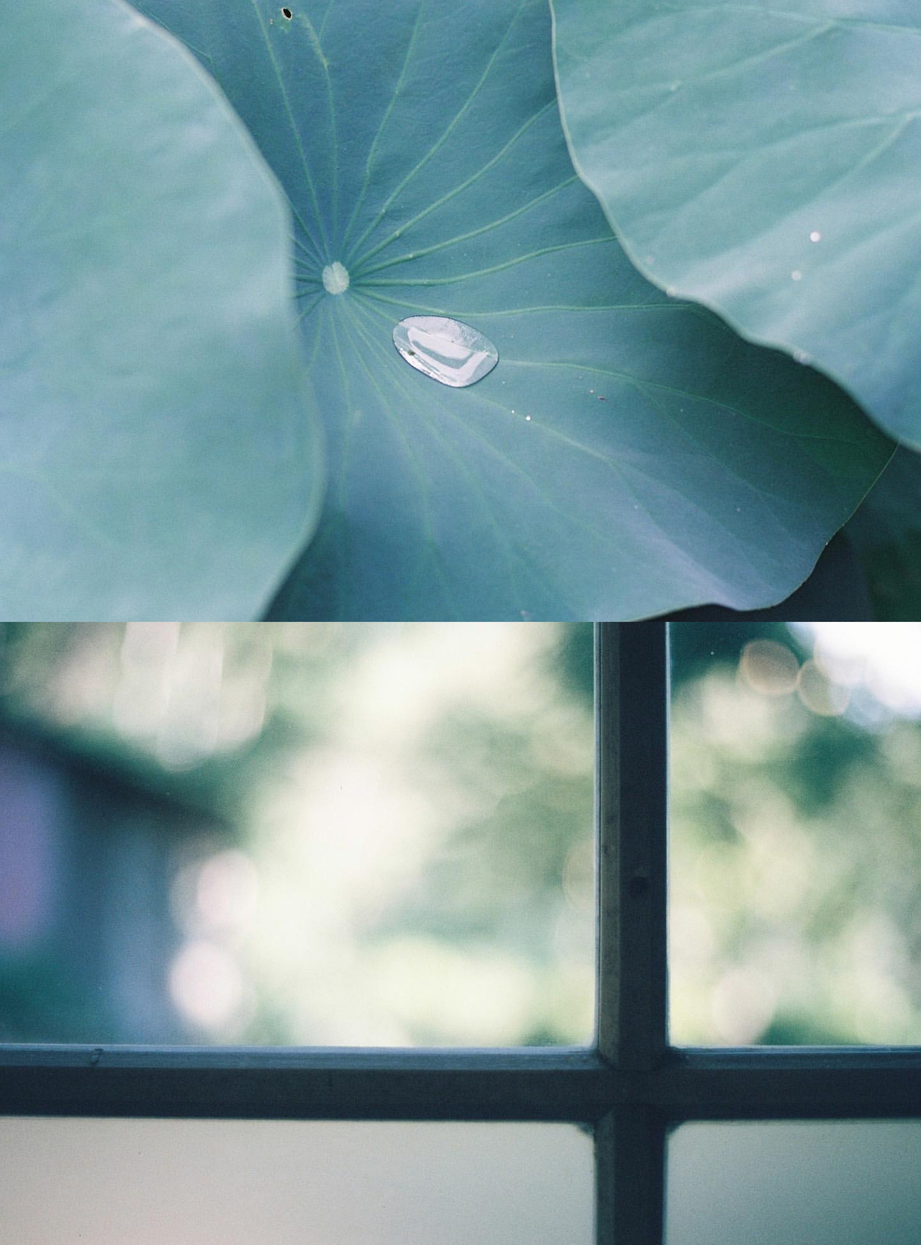 🎞️胶片日记摄影/fall