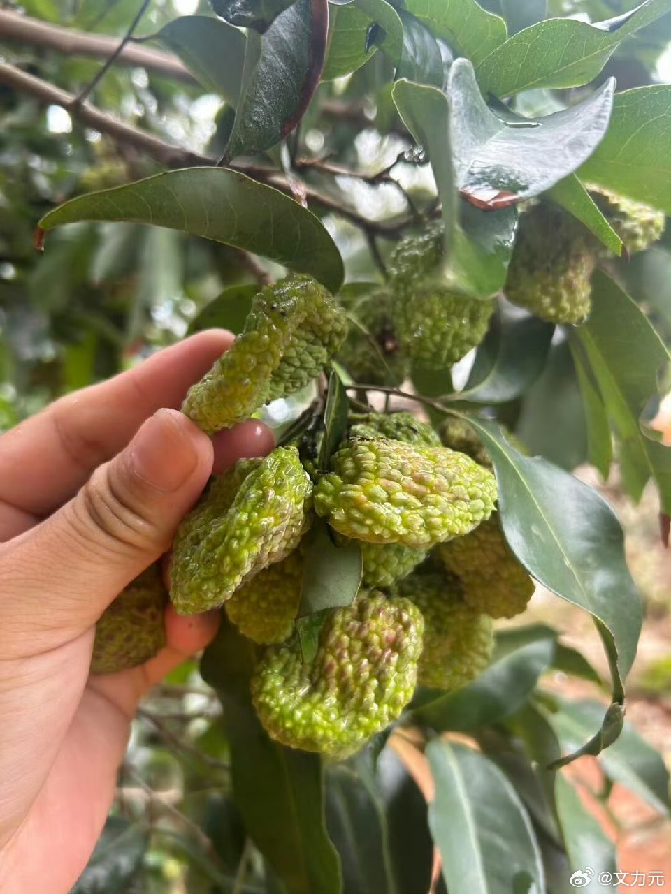 头一次见荔枝压缩包，好家伙，其实我更好奇的是味道怎么样？[捂脸哭]​​​