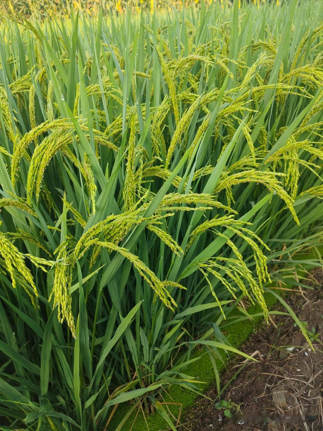 农村土地流转不能一刀切‘农村土地流转是个很敏感的问题，它涉及到农民的切身利益。