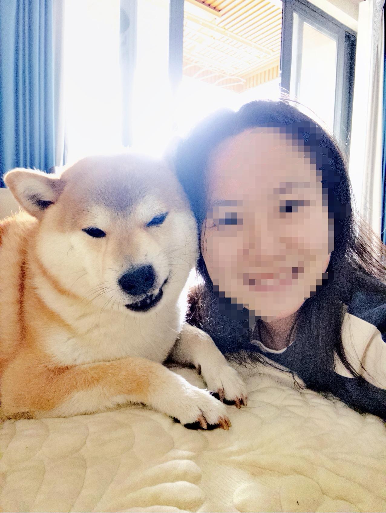 两副面孔，一半“天使”一半“魔鬼”，瞬间切换自如，堪比演员。柴犬狗你能