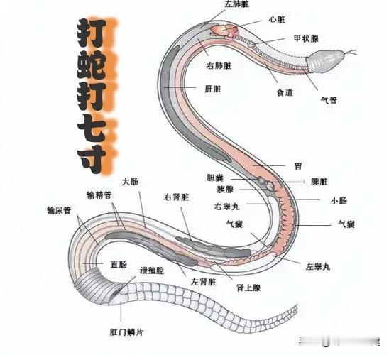 看完蛇的解剖图我傻了：原以为它缺这缺那，结果一样不少！一直以为蛇那么细长的身