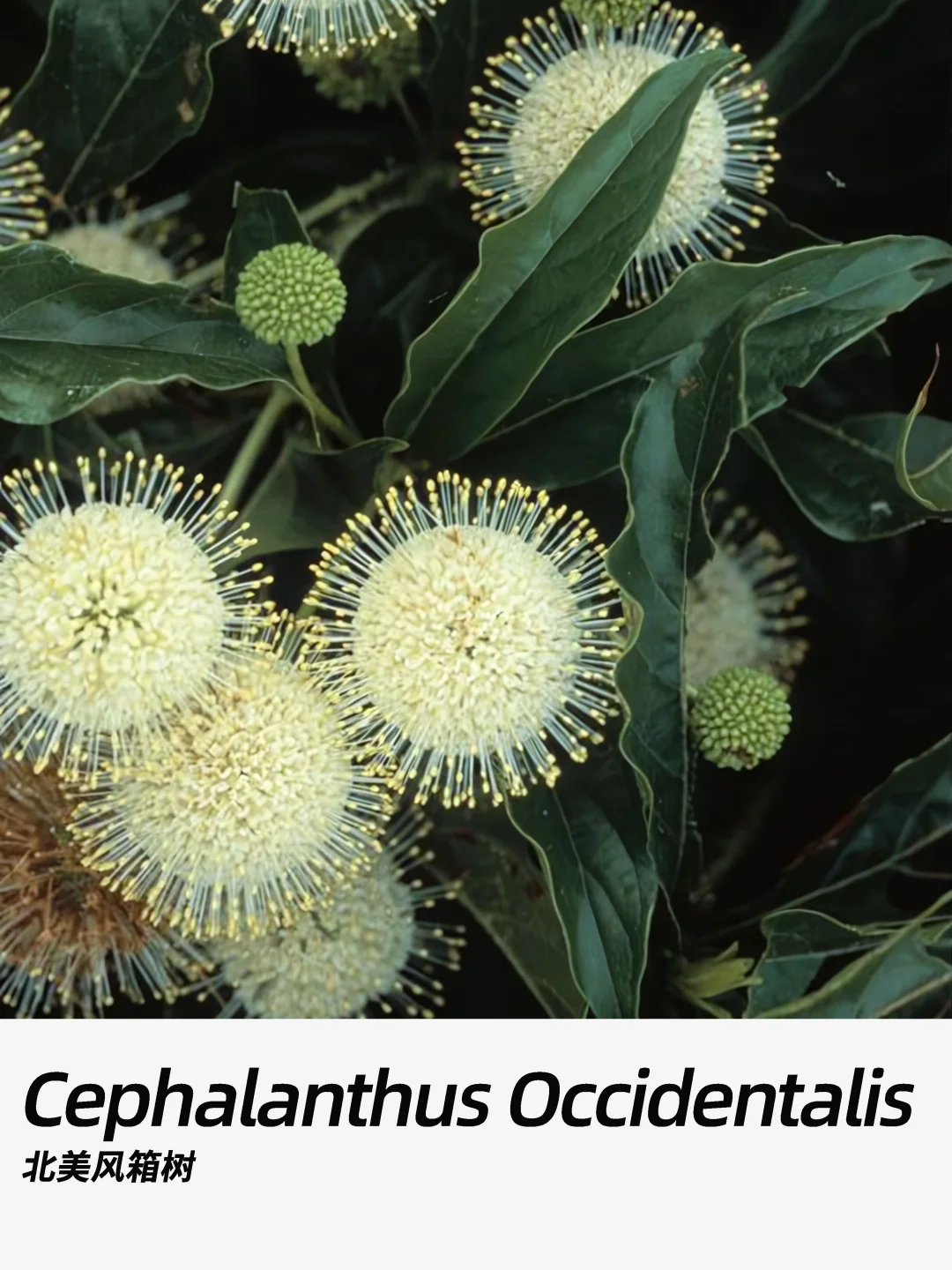 带你每天认识一种花材282｜北美风箱树
