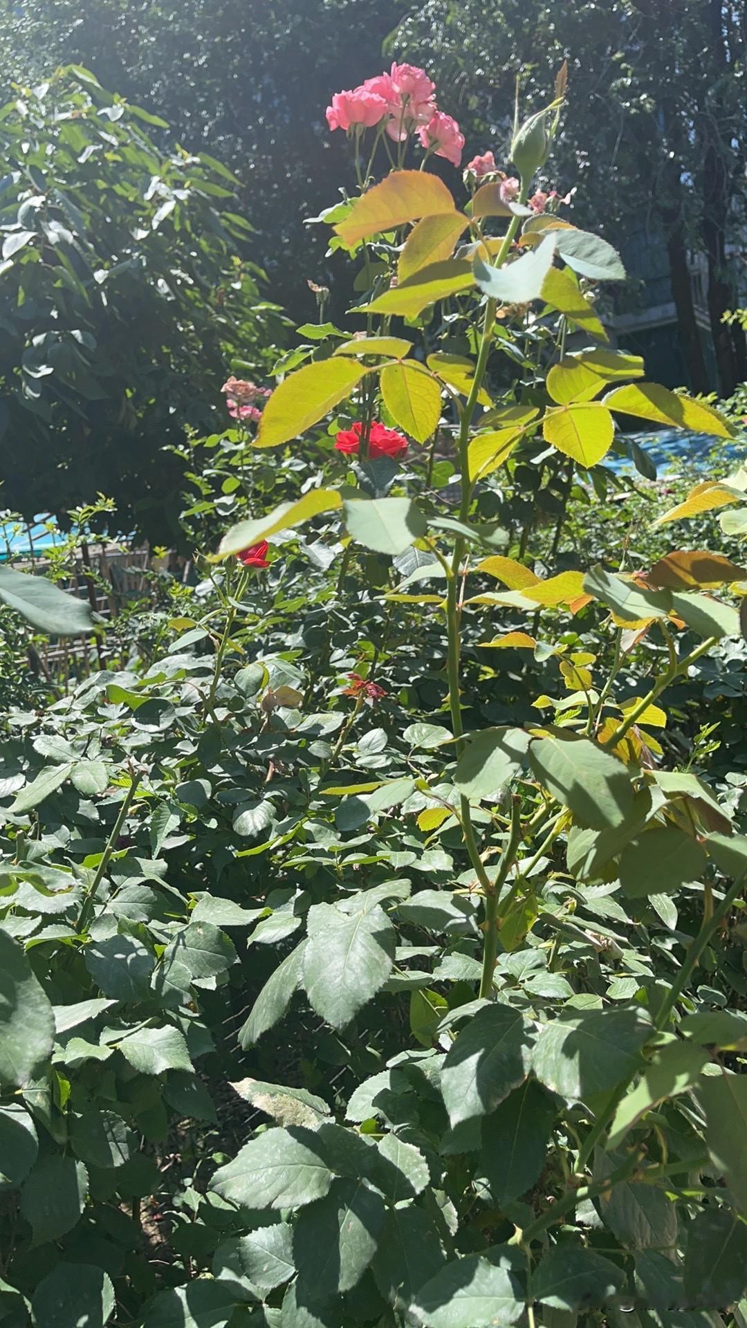 为何清朝会走向衰败?朝廷总是要散的！