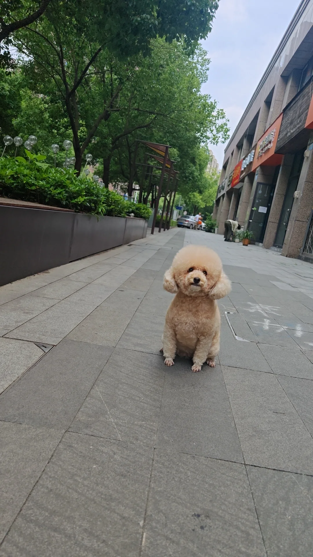 为什么要让陪伴自己的狗狗成为流浪狗？
