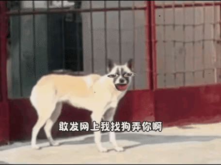 汪星人:狗爷给你上个才艺。