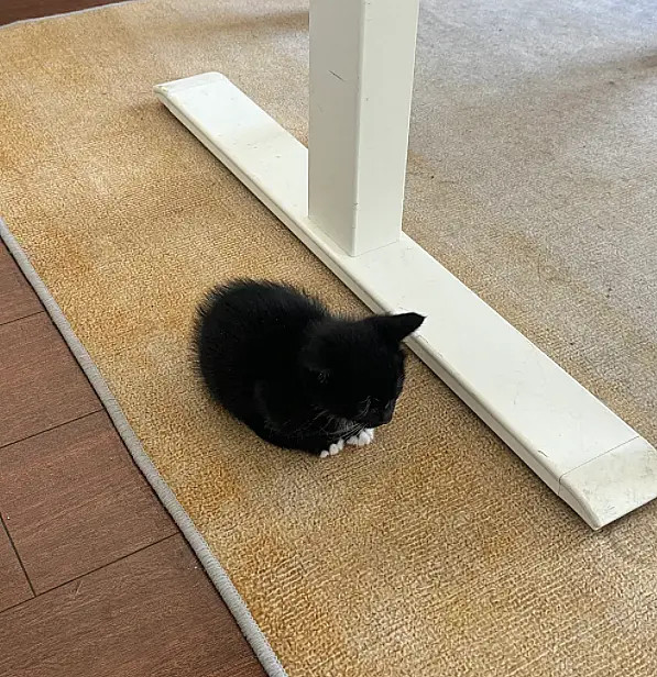 决定给黑米改名：叫睡神！干任何事情，都是闭着眼睛干完的。走哪睡哪！[笑着哭]