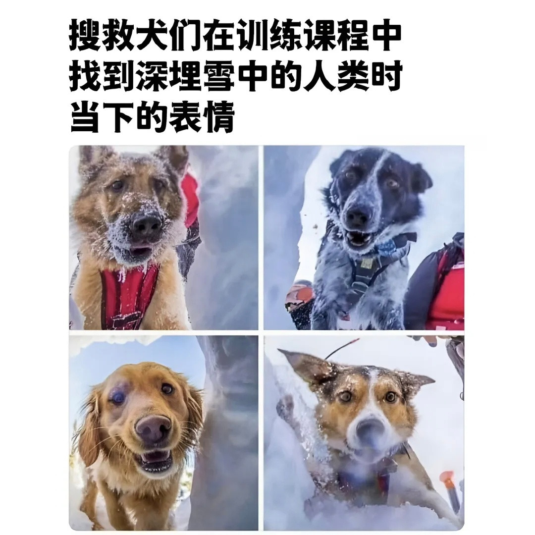 好耶！发现一个人类🐰​​​