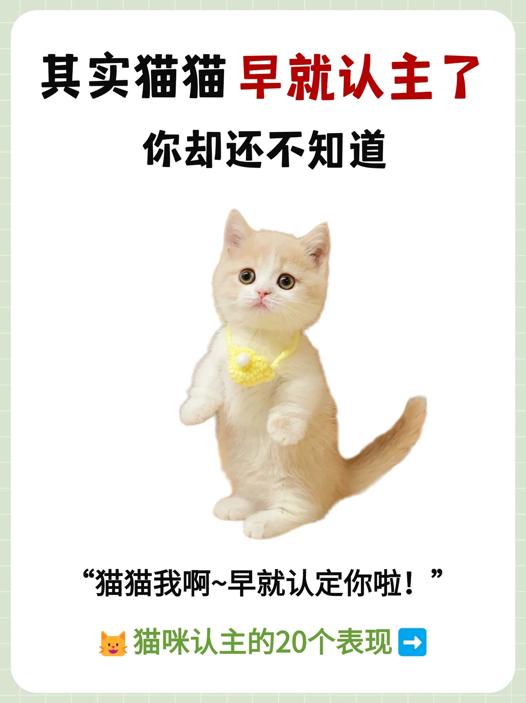 其实猫猫早就认主了❗️你却还不知道