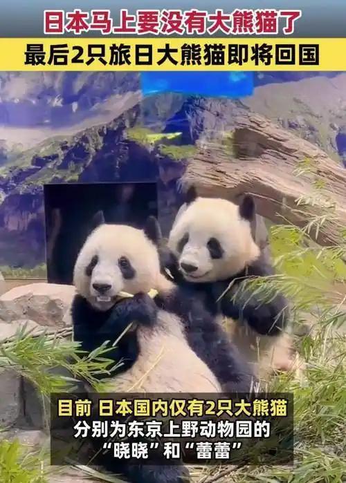 大消息！日本最后两只熊猫1月归国，54年情谊断了？中方态度很清醒！日本最后