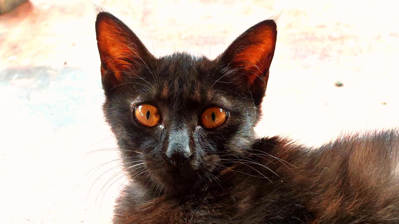 萌宠特写：黑猫的大眼睛，萌化你的心！