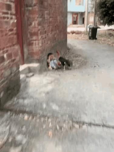 这只鸡的好日子到头了