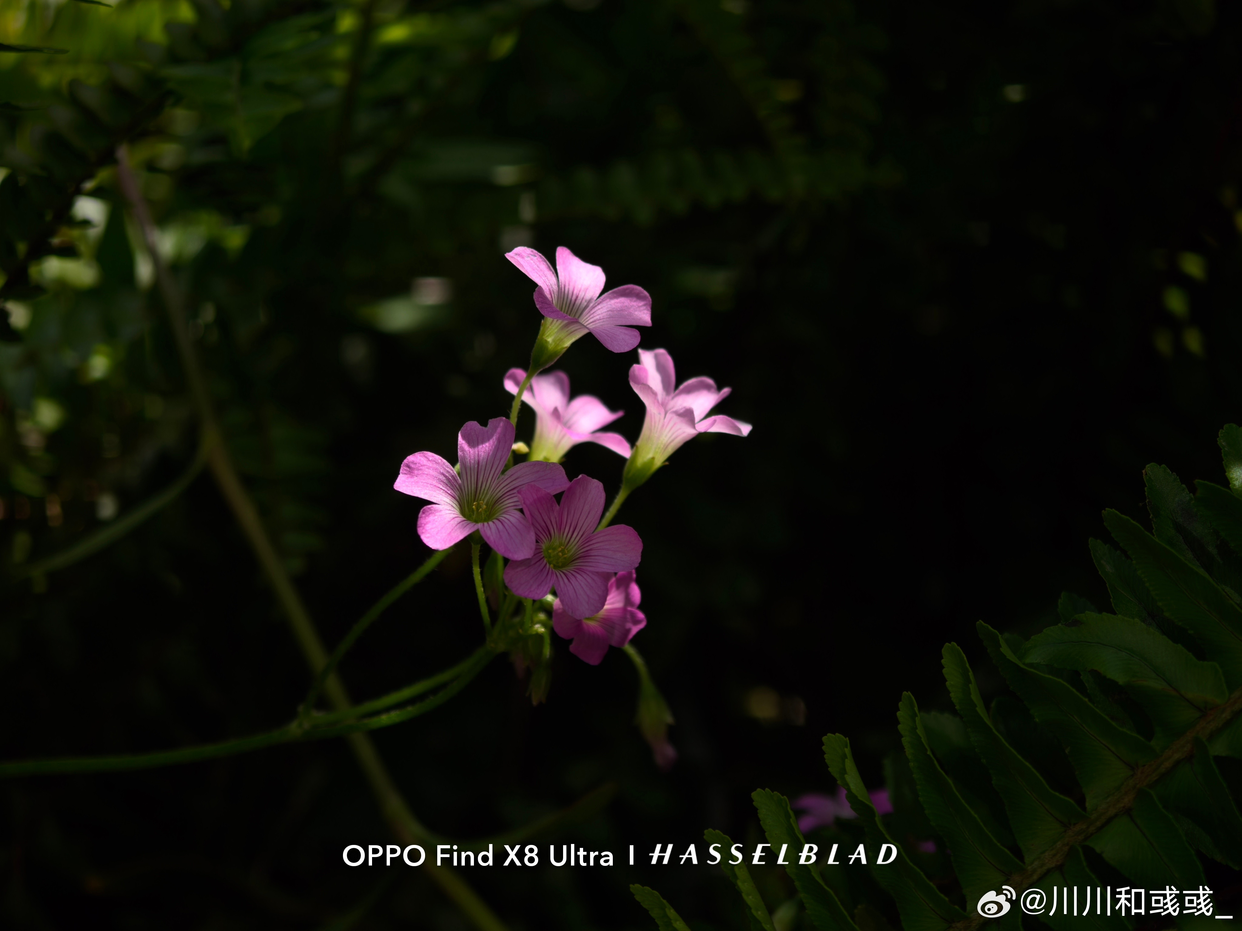 这段时间用OPPO、vivo、小米三台ultra拍照，我发现至少在拍照这一块，大