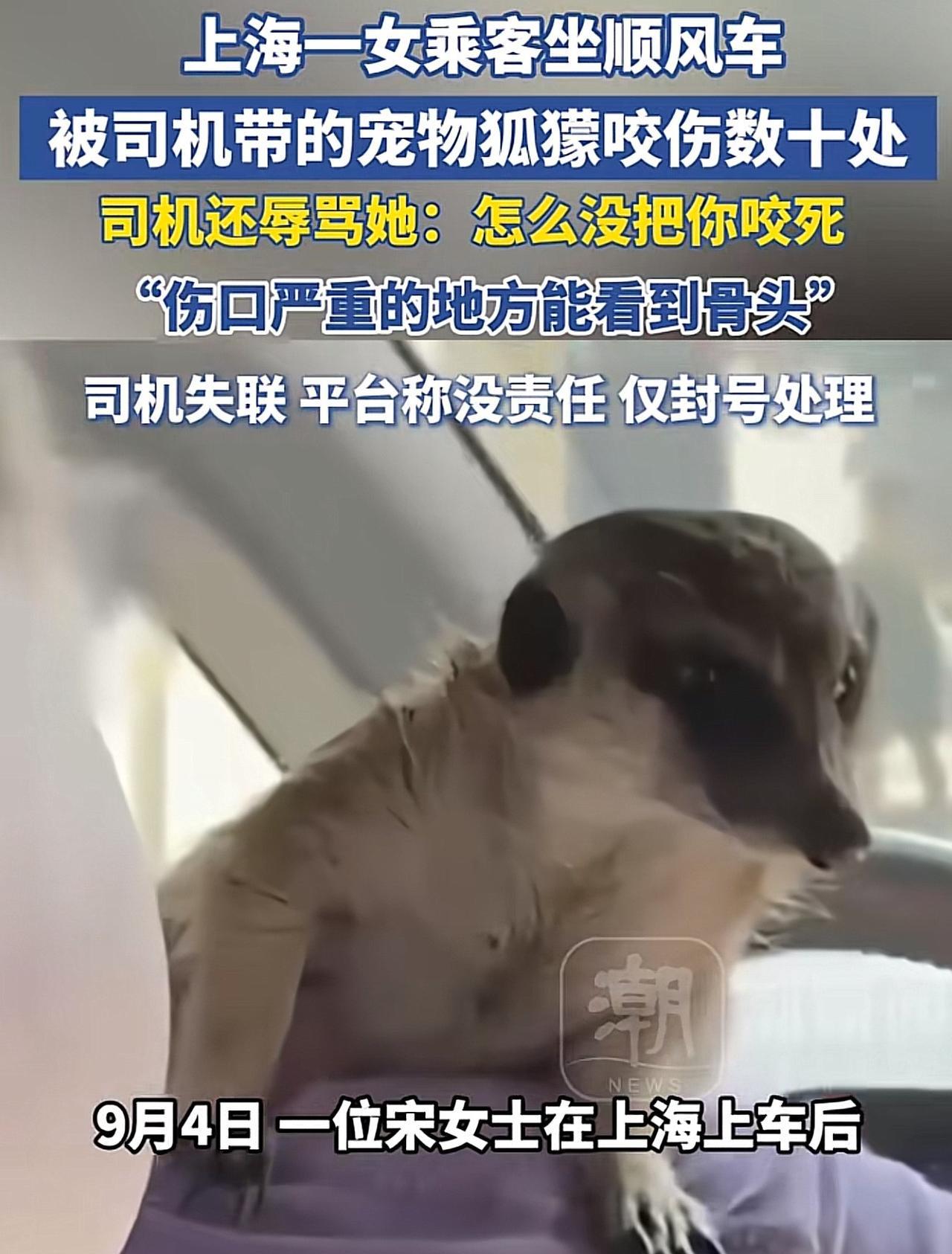 上海，一女子打网约车，见女司机肩膀上蹲着一只野生动物狐獴，女子心有些害怕，仗着胆