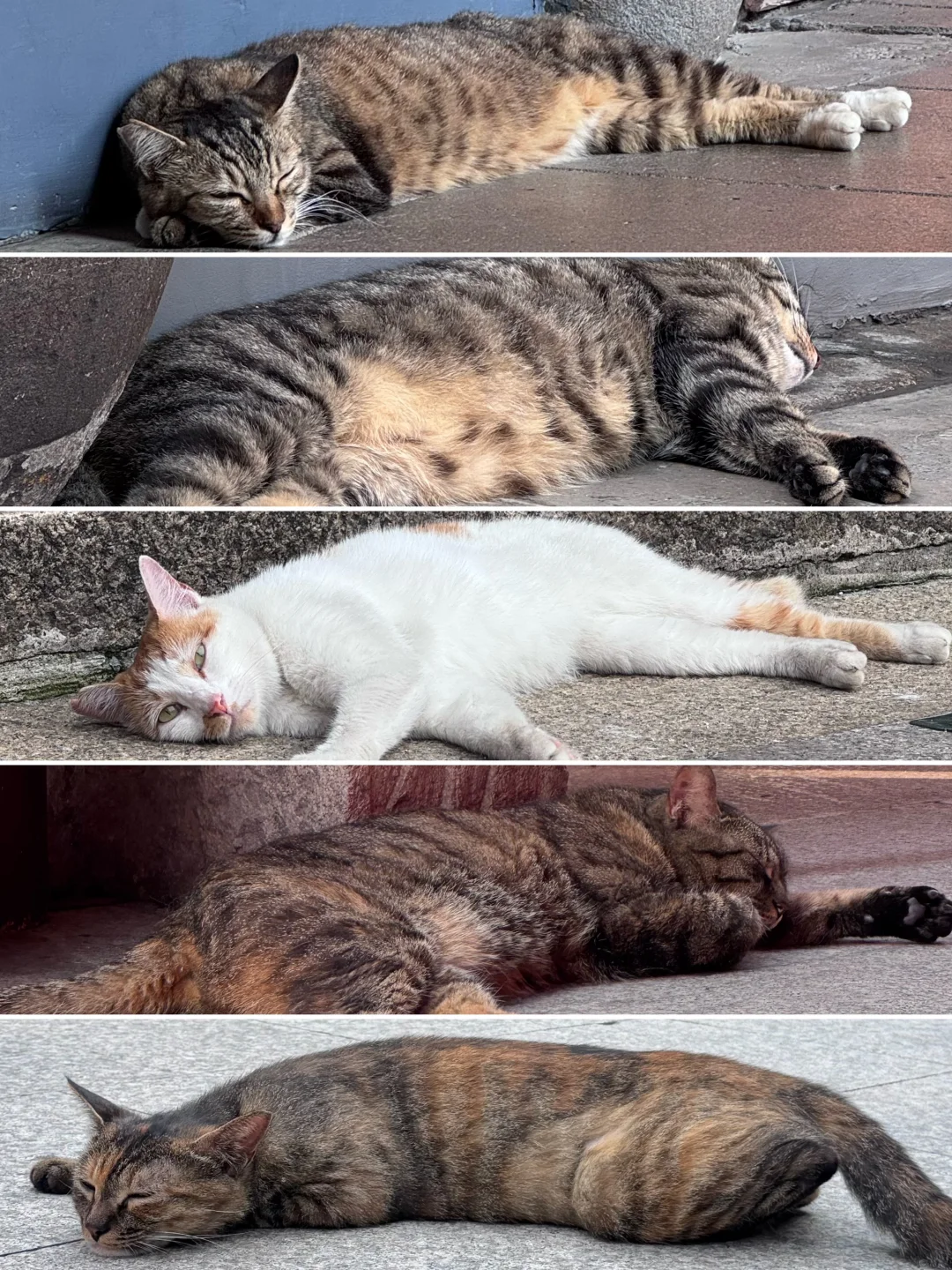 今日龙华寺猫咪统一睡姿