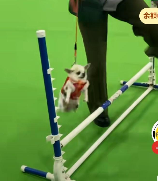 大姨带着小狗来参加比赛，拎着小狗闯过一关又一关，狗子都不用跑的，一直都是被主人