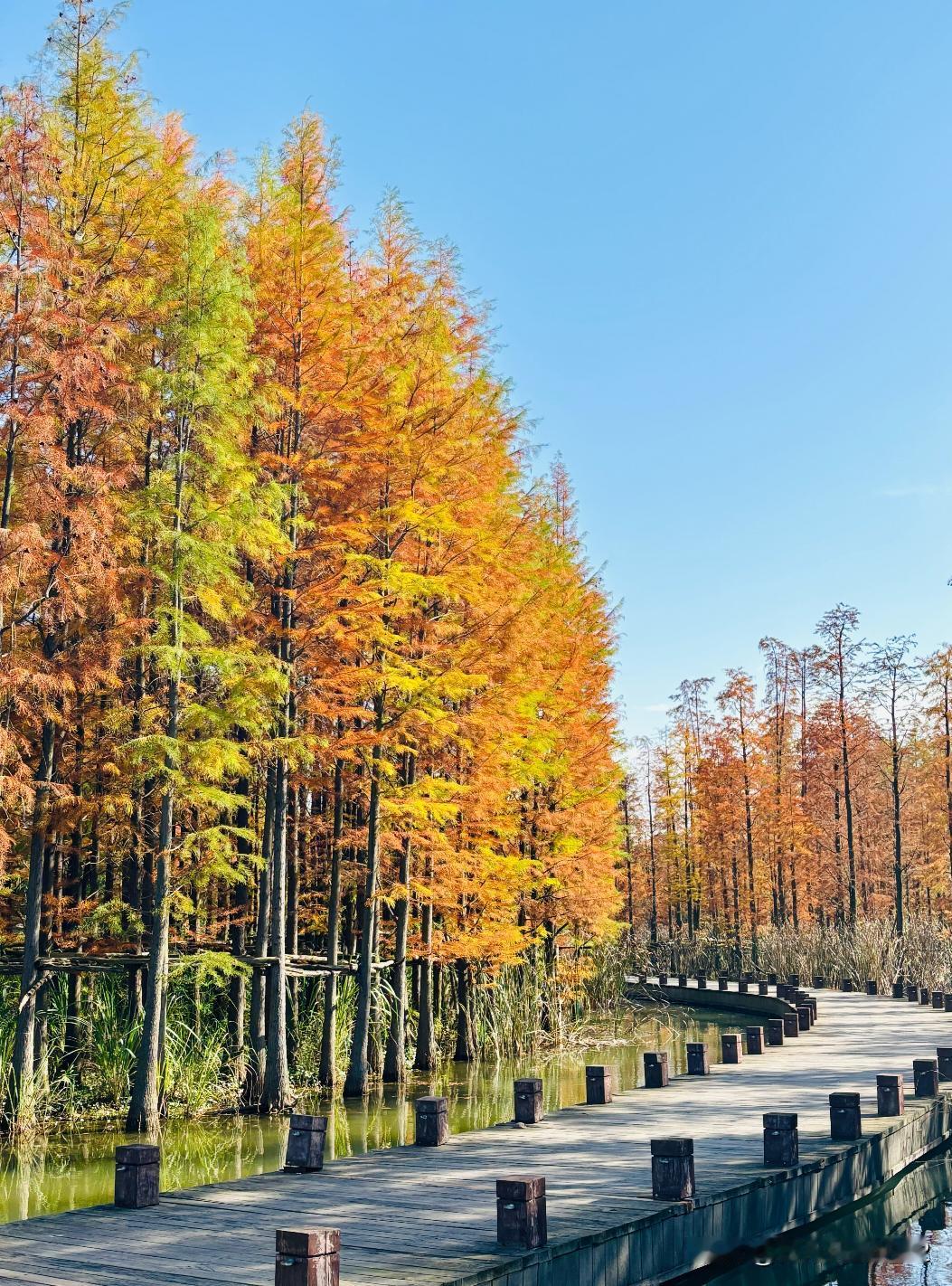 进入最佳观赏期！南充这里的水杉直接封神]宝子们！近日咱南充天气可真好，想要出游