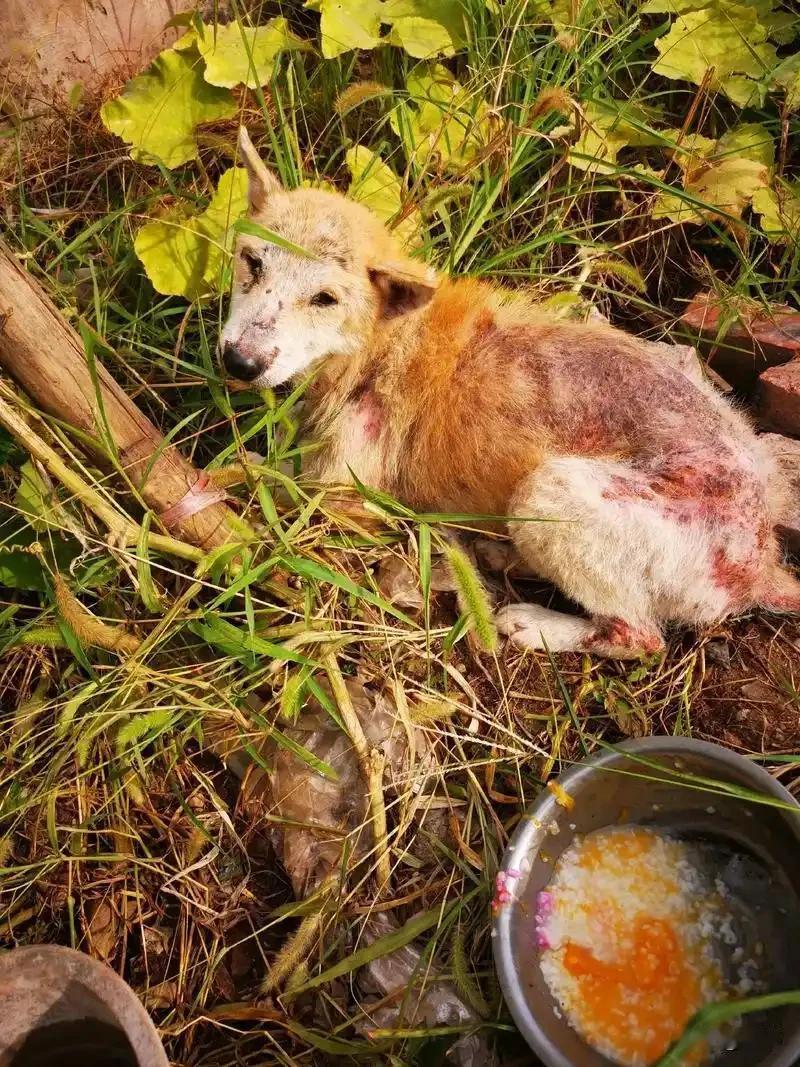 这天一位小哥哥去朋友家帮忙干活，结果当他们来到一块菜地的时候，看到无比凄惨的一幕