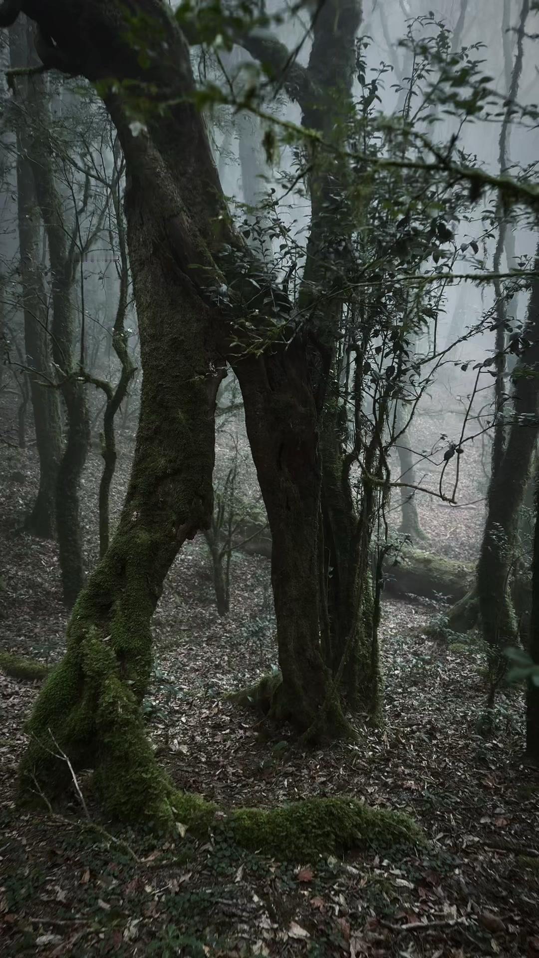 🌲走进哀牢山原始丛林，才知道什么叫真正的步步惊心。藤蔓缠绕的路径，脚下湿滑的落