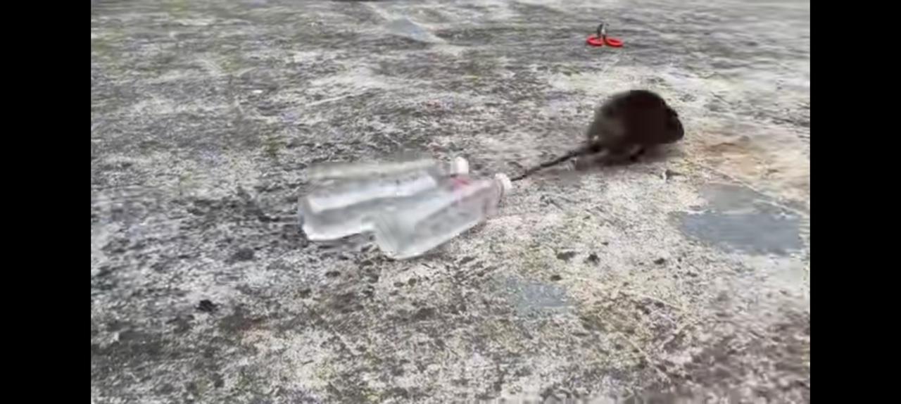 有人逮住一只老鼠，然后将它的尾巴绑上三瓶矿泉水，老鼠气坏了。要知道它才三两重，