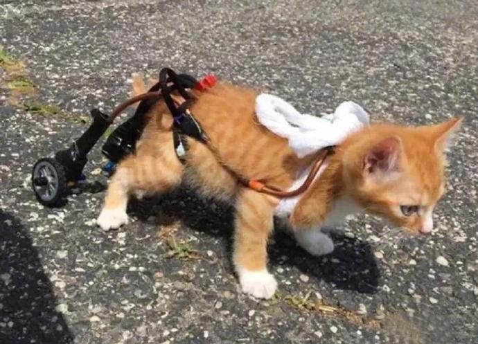 这只橘猫比起其它流浪猫不幸一些，小时候就被人恶意打断了后腿，不幸过后，还好幸运还