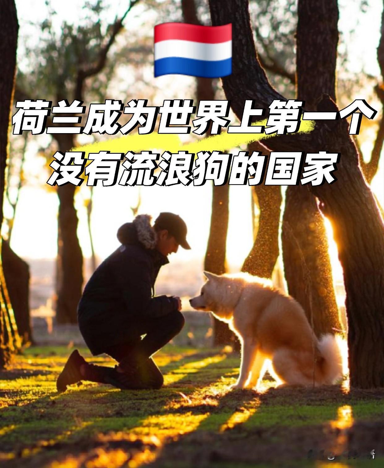 荷兰真的把“爱狗”做到了极致！成为全球首个无流浪狗国家。没有随处乱窜的小可