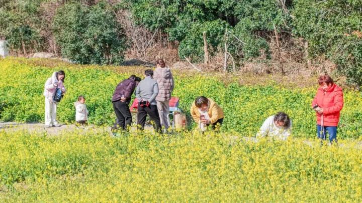 冬日罕见! 杭州有片花海盛开