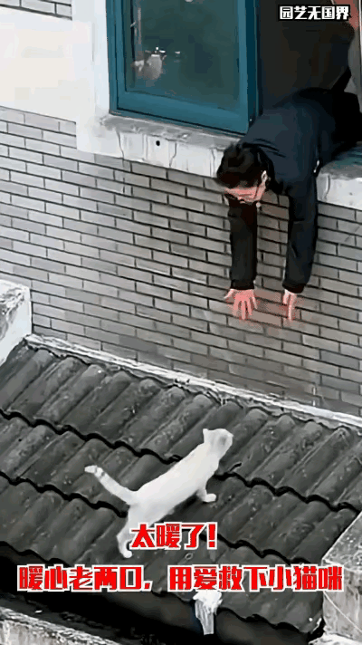 这就是信任。一只猫咪不小心掉到楼下的顶棚上，下不去，也上不来。人从窗户伸手