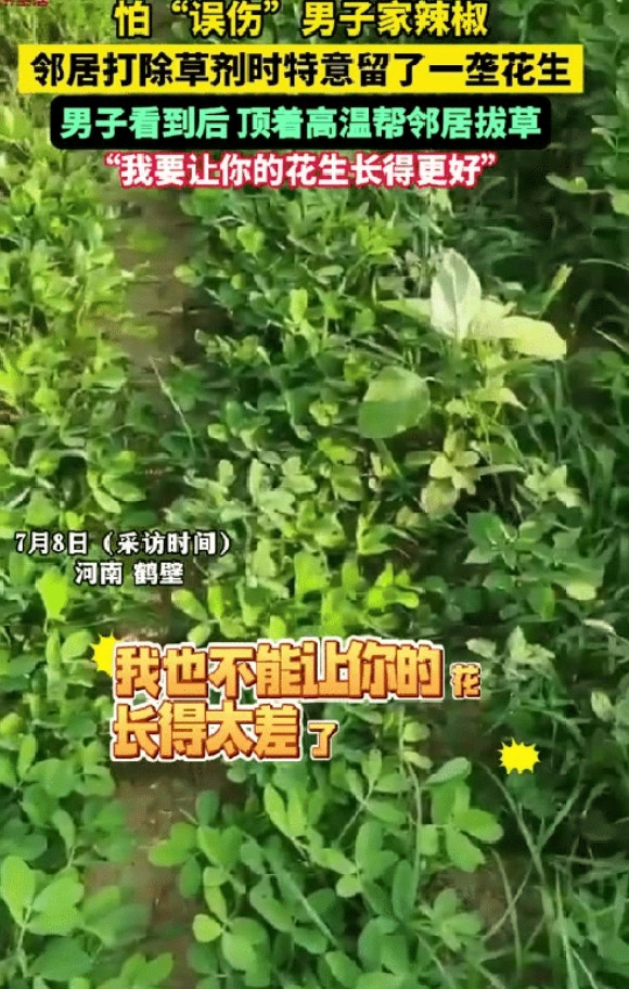 “有格局！”河南，男子去地里看种的辣椒，途中竟然发现邻居喷除草剂，他顿感不妙，来