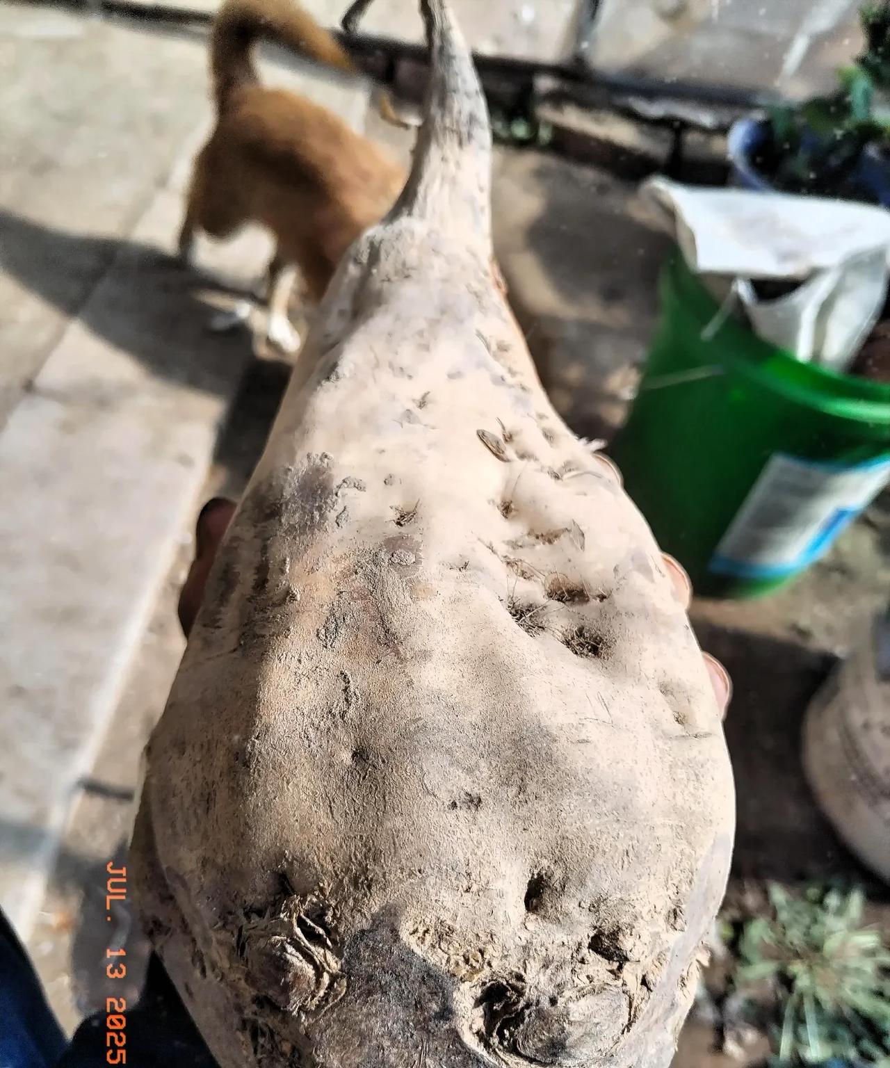 糖的南北差异：原料不同，状态不同，口感不同，受众不同！我国第一家制糖厂，是洋务