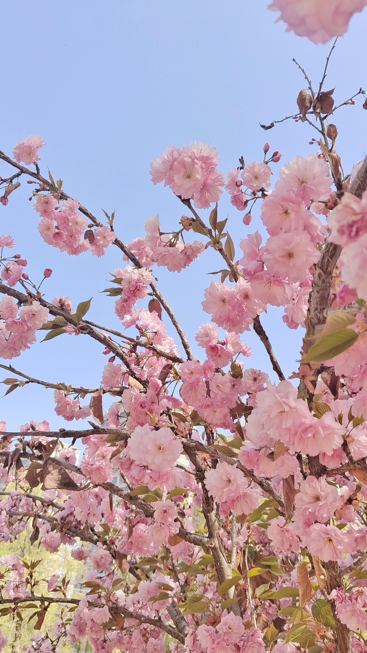 樱花盛开，春意盎然，快来打卡！🌸🌸🌸在这樱花烂漫的时节，每一朵粉嫩的花瓣都