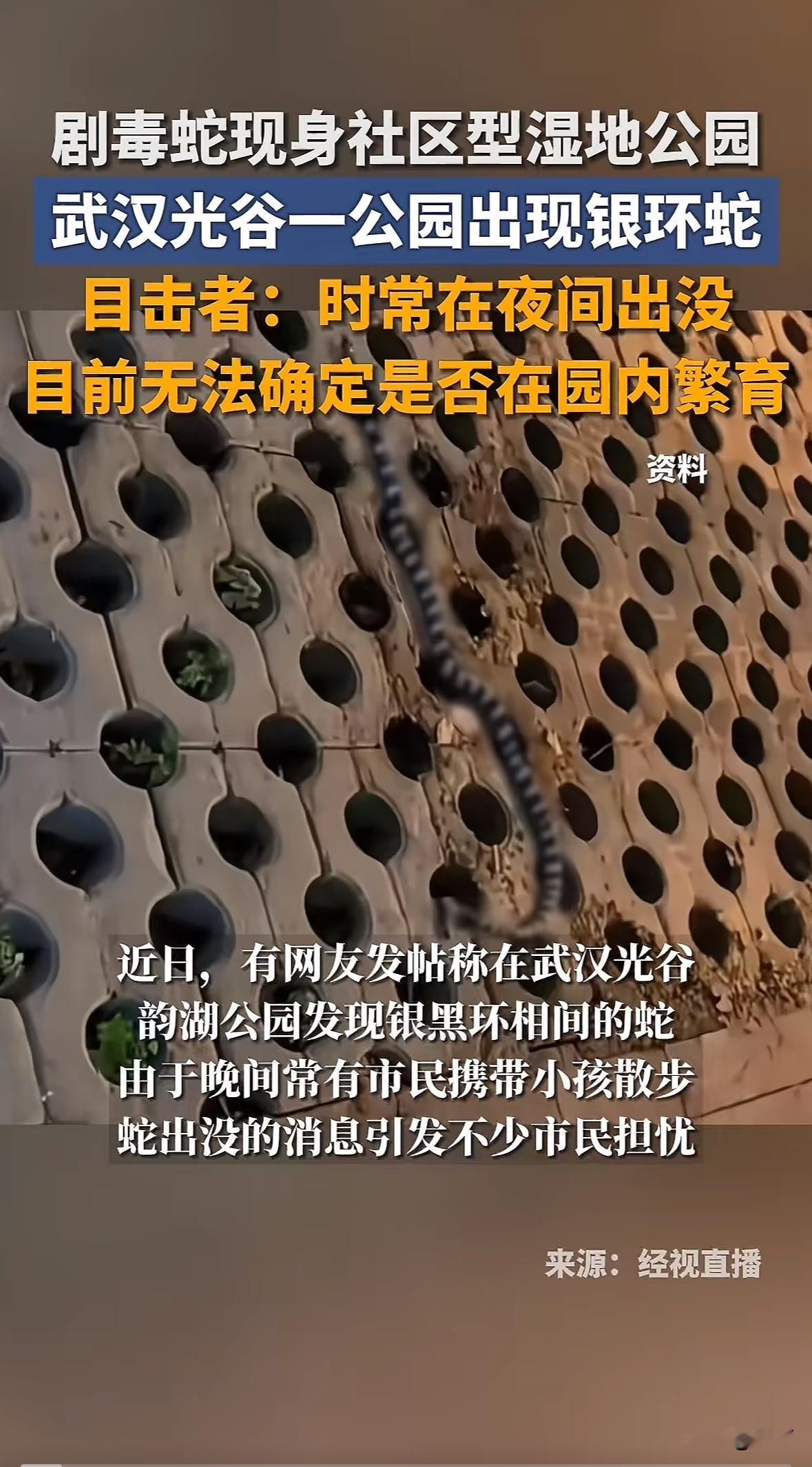 近日网友发帖说武汉光谷韵湖公园看到银黑相间的蛇，10月30日园方首次接到反馈，排
