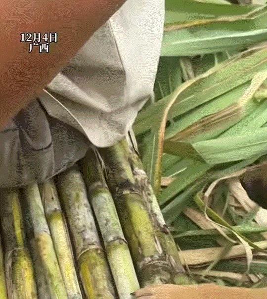 广西狗子也太会整活儿了！啃甘蔗还知道吐渣，这哪是狗啊，分明是被碳水驯化的“本地显