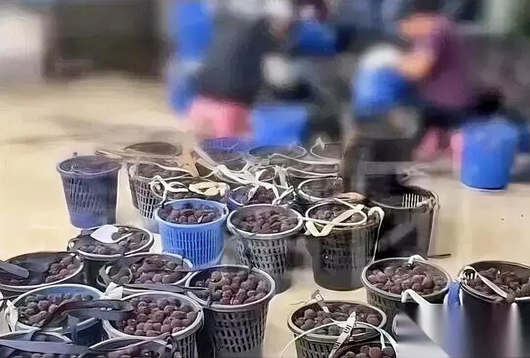 杨梅还能吃吗？别着急跟风骂。这次福建龙海泡药杨梅的事，我反倒觉得最冤的是