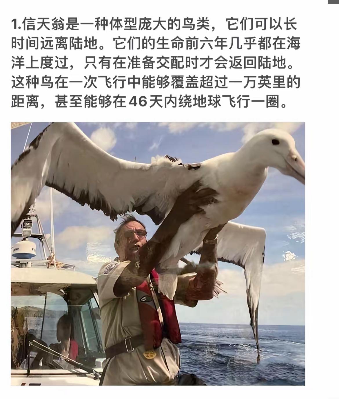 信天翁的壮丽飞行：46天绕地球一圈！