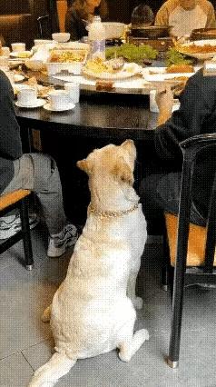 狗狗好厉害啊