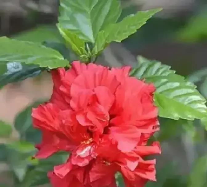 村里有一个老人，脑主干血管大出血，医生说像这种情况，做手术也是白做，抢救过来也是