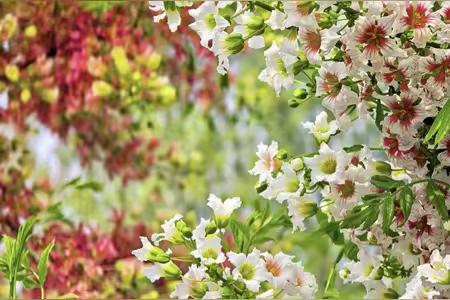 三色同株文冠果好看吗？非常好看！它的美独一无二，同一株树上能同时绽放黄、红、紫