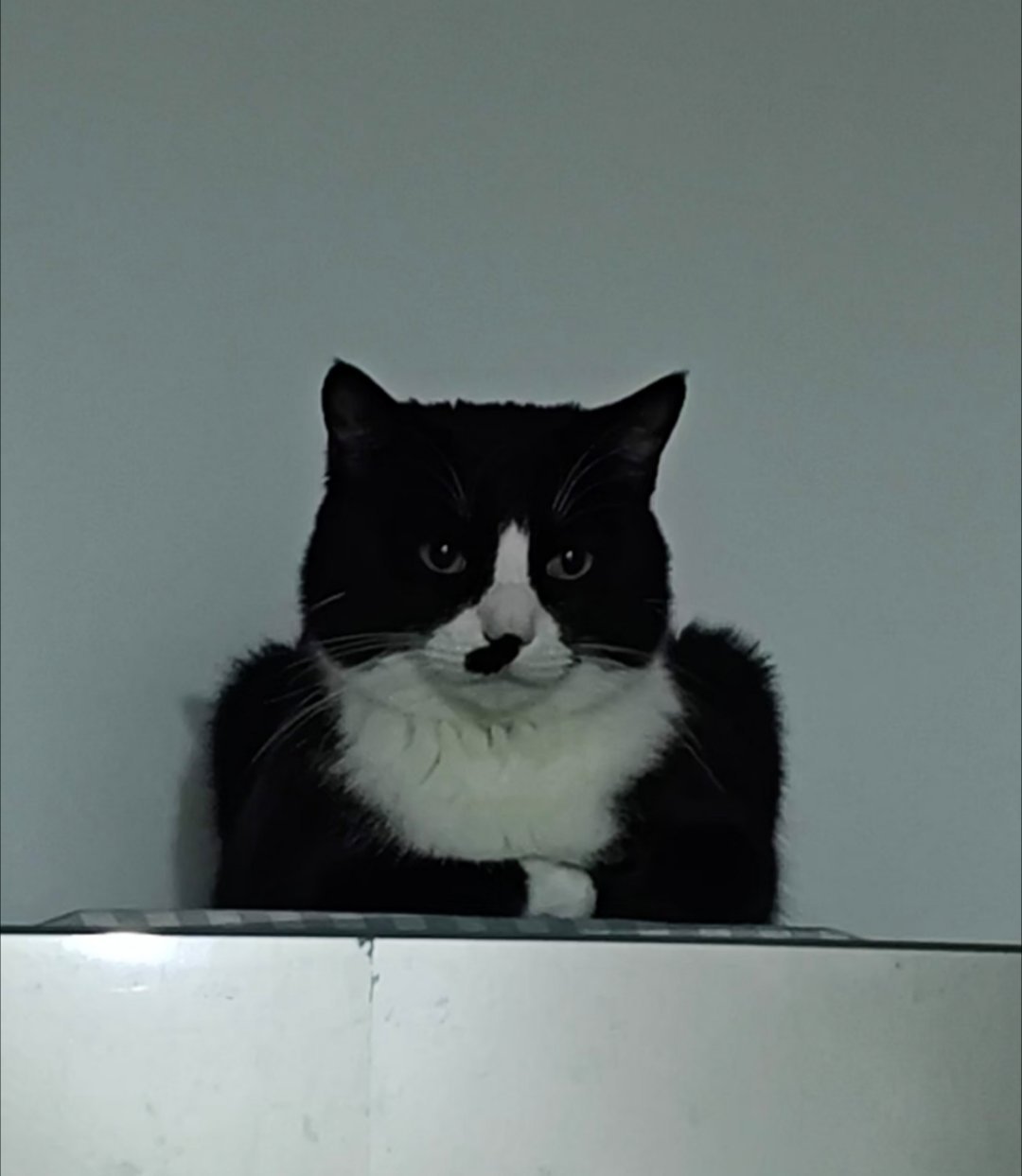 第一次看到有直角肩的小猫咪直角肩小猫咪