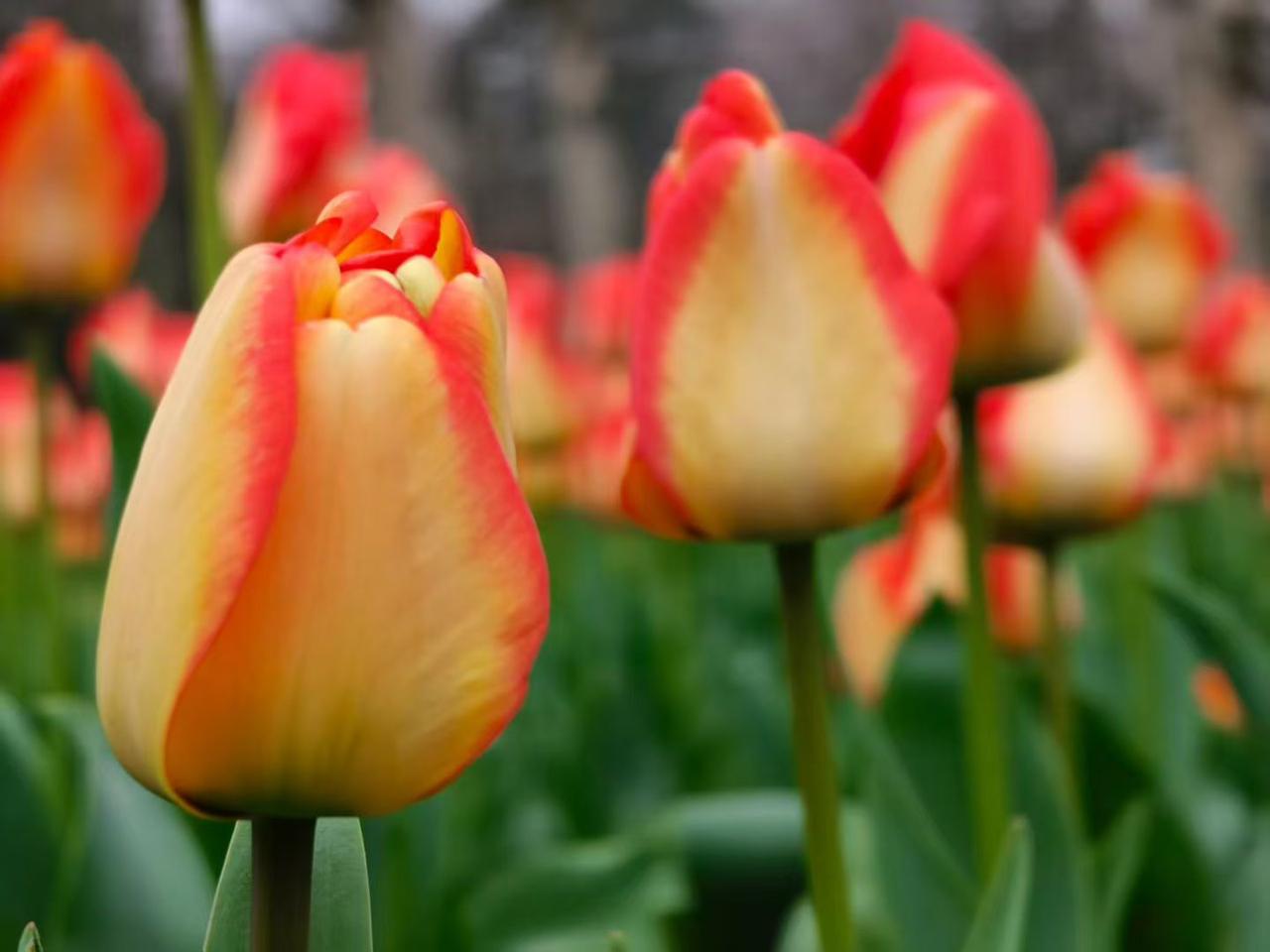 我觉得春天的西湖堪称一绝。三四月间，西湖就是斑斓而跃动的春和景明。垂丝柳绦轻拂